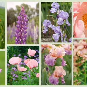 Border ideas, Perennial Planting, Perennial combination, Spring Borders, Summer Borders, Bearded Iris, iris Poesie, Iris Celebration Song, Iris Mary Frances, Sword-lily Ben Venuto, Oriental Poppy