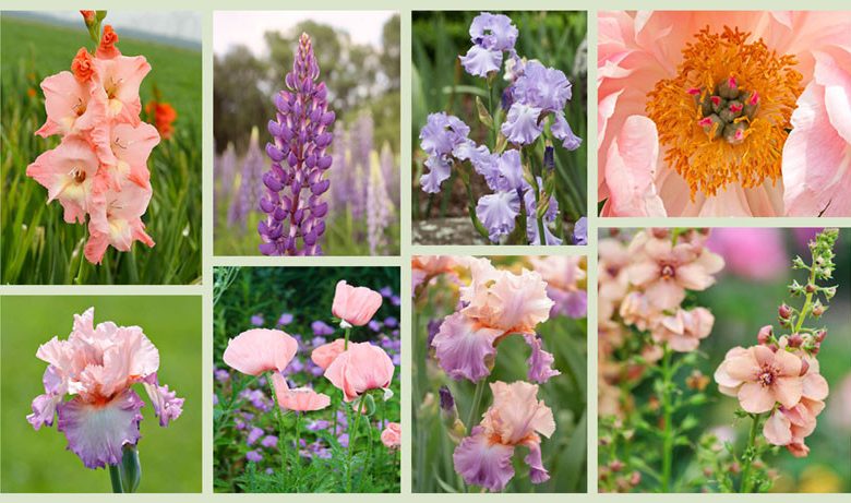 Border ideas, Perennial Planting, Perennial combination, Spring Borders, Summer Borders, Bearded Iris, iris Poesie, Iris Celebration Song, Iris Mary Frances, Sword-lily Ben Venuto, Oriental Poppy