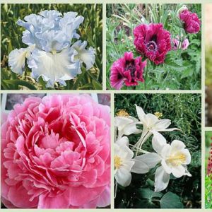 Border ideas, Perennial Planting, Perennial combination, Spring Borders, Summer Borders, Bearded Iris, Aquilegia Dove, Peony Sarah Bernhardt, Lupine Noble Maiden, lupine My Castle, Sea Thrift, Oriental Poppy Harlem