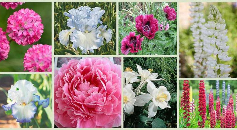 Border ideas, Perennial Planting, Perennial combination, Spring Borders, Summer Borders, Bearded Iris, Aquilegia Dove, Peony Sarah Bernhardt, Lupine Noble Maiden, lupine My Castle, Sea Thrift, Oriental Poppy Harlem