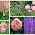 Perennial Planting, Perennial combination, Spring Borders, Summer Borders, Bearded Iris, iris Magharee, Iris June Krausse, Iris Discovered Treasure, Allium Mt Blanc, Rose Sharifa Asma, Salvia Caradonna