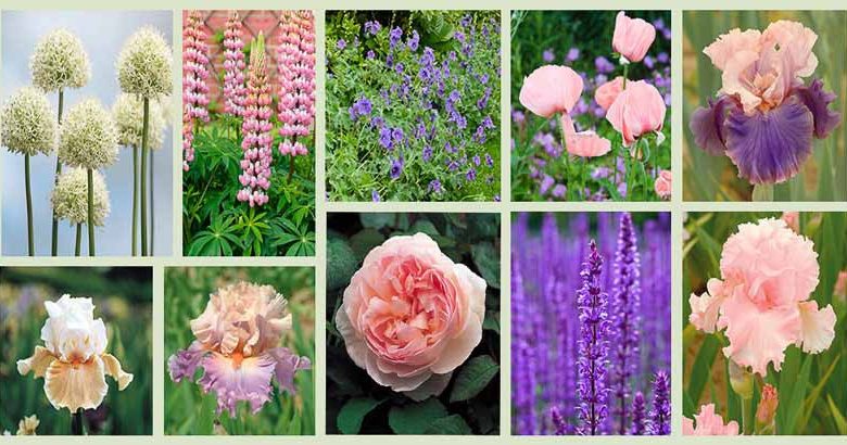 Perennial Planting, Perennial combination, Spring Borders, Summer Borders, Bearded Iris, iris Magharee, Iris June Krausse, Iris Discovered Treasure, Allium Mt Blanc, Rose Sharifa Asma, Salvia Caradonna