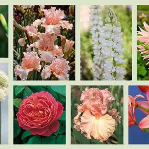 Border ideas, Perennial Planting, Perennial combination, Spring Borders, Summer Borders, Bearded Iris, Allium Mont Blanc, Asiatic Lily Strawberry Candy, Beverly sills, Iris Lotus Land, Dahlia Surprise