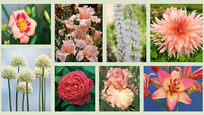 Border ideas, Perennial Planting, Perennial combination, Spring Borders, Summer Borders, Bearded Iris, Allium Mont Blanc, Asiatic Lily Strawberry Candy, Beverly sills, Iris Lotus Land, Dahlia Surprise