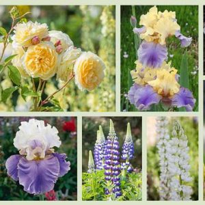 Border ideas, Perennial Planting, Perennial combination, Spring Borders, Summer Borders, Bearded Iris, Iris Dream of You, Iris sea Power, Iris ChAmpagne Waltz, Lupines, Peony Prairie Charm, Peony Miss America, Rose Teasing Georgia