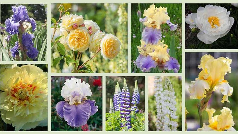Border ideas, Perennial Planting, Perennial combination, Spring Borders, Summer Borders, Bearded Iris, Iris Dream of You, Iris sea Power, Iris ChAmpagne Waltz, Lupines, Peony Prairie Charm, Peony Miss America, Rose Teasing Georgia