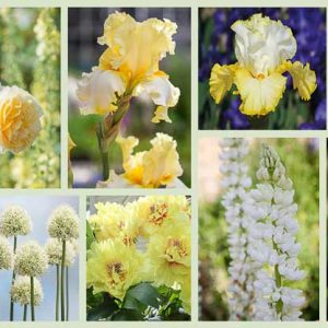 Border ideas, Perennial Planting, Perennial combination, Spring Borders, Summer Borders, Bearded Iris, Iris Better Than Butter, Iris Fringe of Gold, Iris Champagne Waltz, Lupines, Peony Bartzella, Peony Miss America, Peony Krinkled White, Rose Teasing Georgia