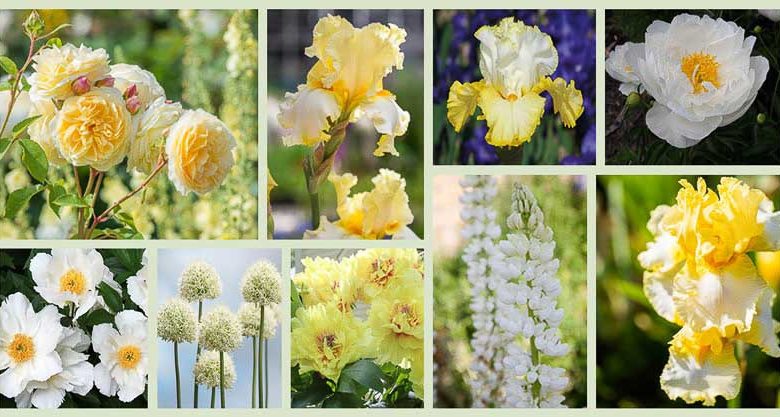 Border ideas, Perennial Planting, Perennial combination, Spring Borders, Summer Borders, Bearded Iris, Iris Better Than Butter, Iris Fringe of Gold, Iris Champagne Waltz, Lupines, Peony Bartzella, Peony Miss America, Peony Krinkled White, Rose Teasing Georgia