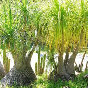 Beaucarnea recurvata, Pony Tail Palm, Ponytail Palm, Pony Tail, Elephant's Foot, Bottle Palm, Nolina recurvata, Drought tolerant shrub, drought tolerant tree