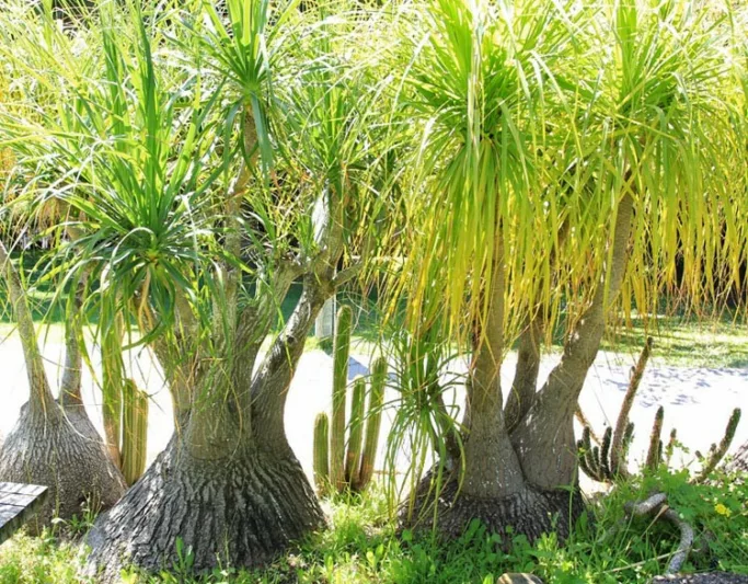 Beaucarnea recurvata, Pony Tail Palm, Ponytail Palm, Pony Tail, Elephant's Foot, Bottle Palm, Nolina recurvata, Drought tolerant shrub, drought tolerant tree