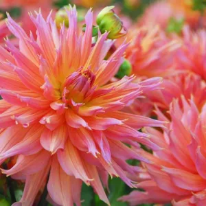 Beautiful Dahlias, Best Dahlias, Top Dahlias, Great Dahlias, Dahlia Tubers, Dahlia Bulbs, Dahlia Flower, Dahlia Flowers, summer bulbs