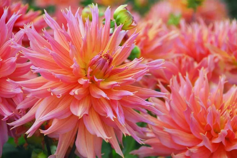 Beautiful Dahlias, Best Dahlias, Top Dahlias, Great Dahlias, Dahlia Tubers, Dahlia Bulbs, Dahlia Flower, Dahlia Flowers, summer bulbs