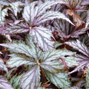 Begonia 'Benitochiba', Rex Begonia 'Benitochiba', Rex Cultorum Begonias, shade loving plants, shade plants, Silver Leaves, Purple Leaves, Bicolor Leaves