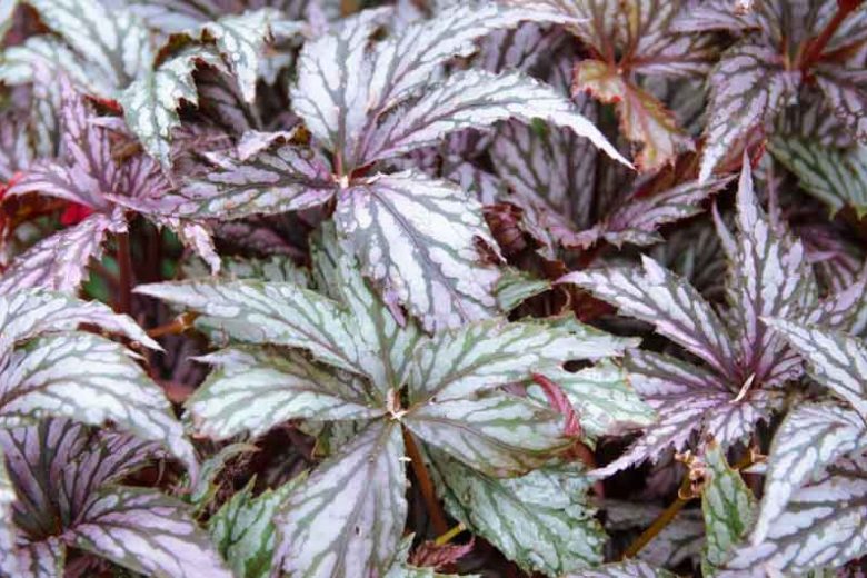 Begonia 'Benitochiba', Rex Begonia 'Benitochiba', Rex Cultorum Begonias, shade loving plants, shade plants, Silver Leaves, Purple Leaves, Bicolor Leaves