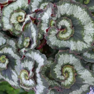 Begonia Escargot, Rex Begonias, Summer Perennials, shade plants, Shade flowers, shade loving flowers, Silver Leaves, Bicolor Leaves