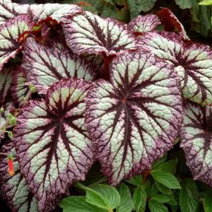 Begonia 'Fireworks', Rex Begonia 'Fireworks', Rex Cultorum Begonias, shade loving plants, shade plants, Silver Leaves, Purple Leaves, Bicolor Leaves