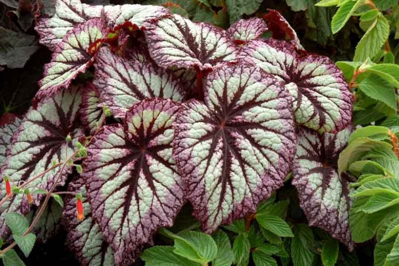 Begonia 'Fireworks', Rex Begonia 'Fireworks', Rex Cultorum Begonias, shade loving plants, shade plants, Silver Leaves, Purple Leaves, Bicolor Leaves