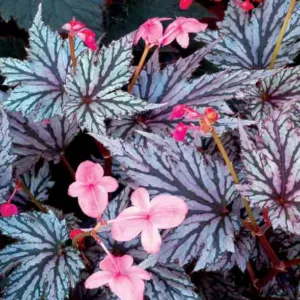 Begonia 'Garden Angel Blush', Garden Angel Blush Begonia, shade loving plants, summer flower bulbs, shade plants, Silver Leaves, Purple Leaves