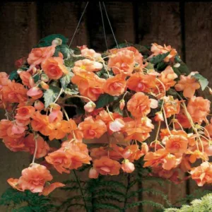 Begonia 'Hanging Basket Apricot',Begonia Sun Dancer Apricot, Tuberous Begonia, Tuberhybrida Begonia, Sun Dancer Series, shade loving plants, summer flower bulbs, Apricot Begonia, Apricot Flowers