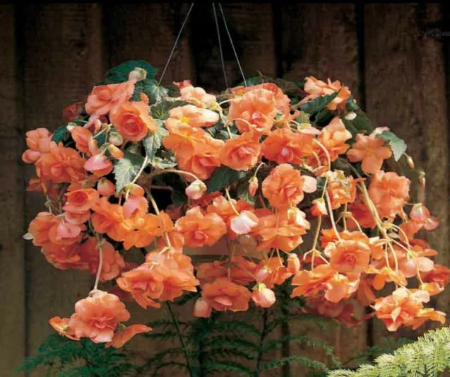Begonia 'Hanging Basket Apricot',Begonia Sun Dancer Apricot, Tuberous Begonia, Tuberhybrida Begonia, Sun Dancer Series, shade loving plants, summer flower bulbs, Apricot Begonia, Apricot Flowers