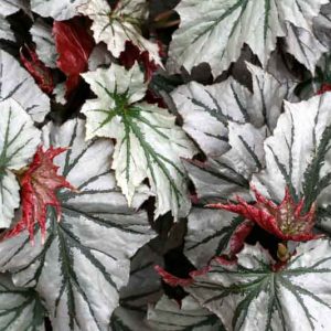 Begonia 'Looking Glass', Cane Begonia, shade loving plants, shade plants, Foliage Begonia, Silver Leaves