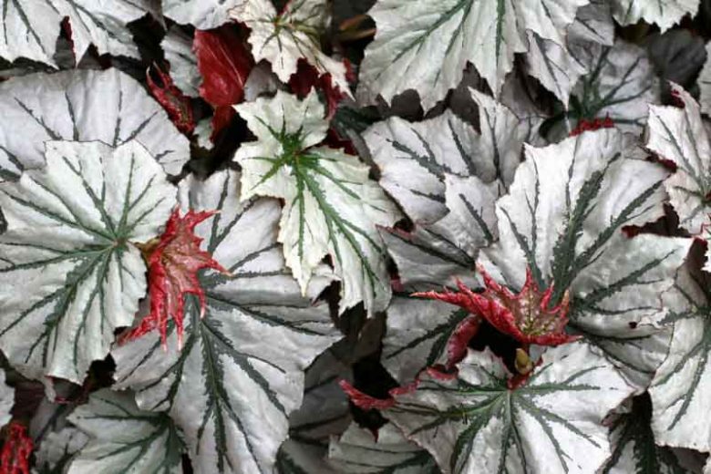 Begonia 'Looking Glass', Cane Begonia, shade loving plants, shade plants, Foliage Begonia, Silver Leaves