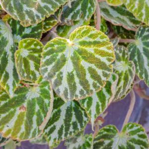 Begonia Silver Jewell, Rhizomatous Begonias, Summer Perennials, shade plants, Shade flowers, Evergreen Begonia, Silver Leaves
