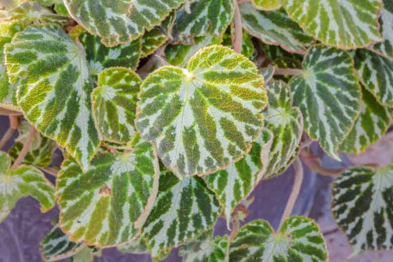 Begonia Silver Jewell, Rhizomatous Begonias, Summer Perennials, shade plants, Shade flowers, Evergreen Begonia, Silver Leaves