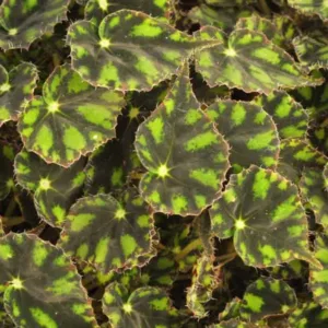 Begonia Tiger Paws, Eyelash Begonia 'Tiger Paws', Begonia bowerae 'Tiger Paws', Rhizomatous Begonias, Summer Perennials, shade plants, Shade flowers, shade loving flowers, Evergreen Begonia