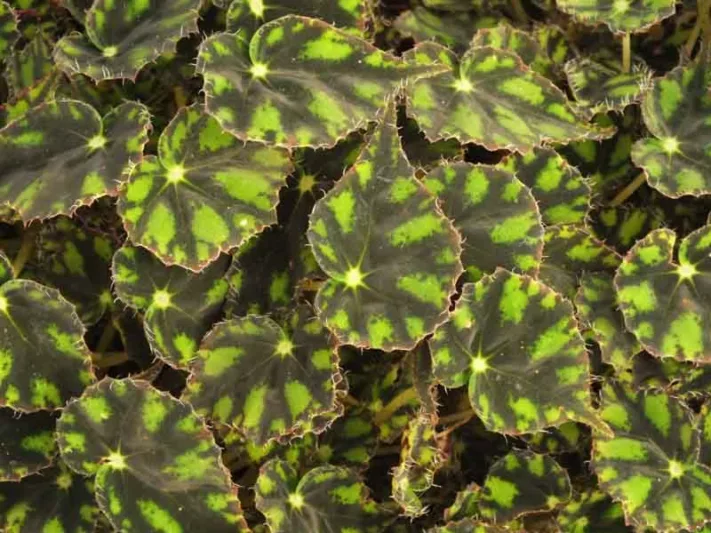 Begonia Tiger Paws, Eyelash Begonia 'Tiger Paws', Begonia bowerae 'Tiger Paws', Rhizomatous Begonias, Summer Perennials, shade plants, Shade flowers, shade loving flowers, Evergreen Begonia