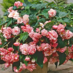 Begonia 'White-Pink Picotee Picotee',Begonia Sun Dancer White-Pink Picotee, Tuberous Begonia, Tuberhybrida Begonia, Sun Dancer Series, shade loving plants, summer flower bulbs, bicolor Begonia, Bicolor Flowers