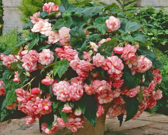 Begonia 'White-Pink Picotee Picotee',Begonia Sun Dancer White-Pink Picotee, Tuberous Begonia, Tuberhybrida Begonia, Sun Dancer Series, shade loving plants, summer flower bulbs, bicolor Begonia, Bicolor Flowers