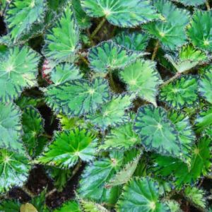 Begonia bowerae, Eyelash Begonia, Rhizomatous Begonias, Summer Perennials, shade plants, Shade flowers, shade loving flowers, Evergreen Begonia