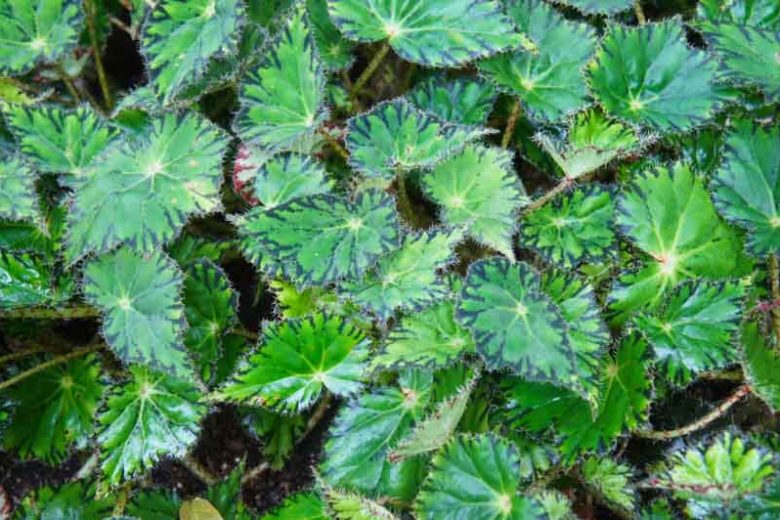 Begonia bowerae, Eyelash Begonia, Rhizomatous Begonias, Summer Perennials, shade plants, Shade flowers, shade loving flowers, Evergreen Begonia