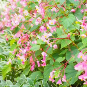 Begonia grandis 'Heron’s Pirouette', Hardy Begonia Heron’s Pirouette, summer flower bulbs, shade plants, Shade flowers, shade loving flowers, Pink Begonia, Pink Flowers