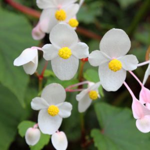Begonia grandis subsp. evansiana 'Alba' , White Hardy Begonia, Begonia grandis var. alba,  summer flower bulbs, shade plants, Shade flowers, shade loving flowers, White Begonia, White Flowers