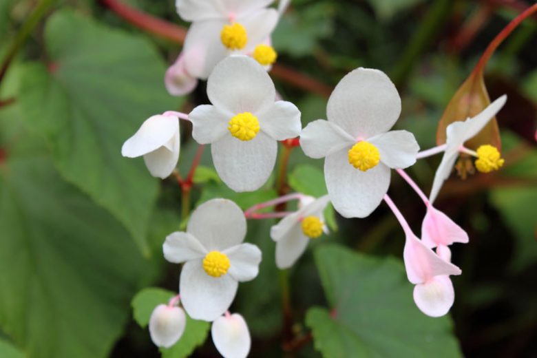Begonia grandis subsp. evansiana 'Alba' , White Hardy Begonia, Begonia grandis var. alba,  summer flower bulbs, shade plants, Shade flowers, shade loving flowers, White Begonia, White Flowers