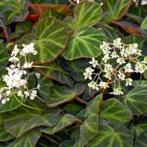 Begonia soli-mutata, Sun-Changing Begonia, Begonia glaziovii, Begonia 'Burle Marx', Rhizomatous Begonias, Summer Perennials, shade plants, Shade flowers, Evergreen Begonia, Bicolor Leaves
