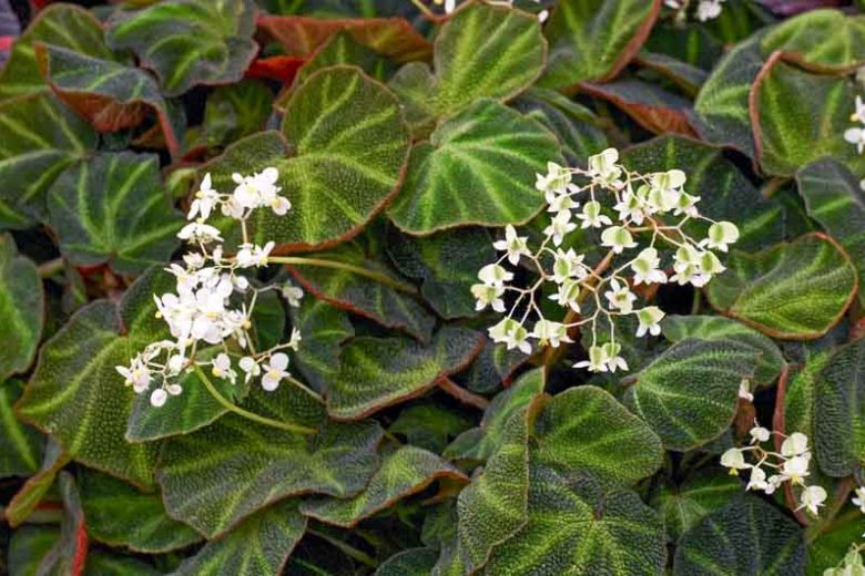 Begonia soli-mutata, Sun-Changing Begonia, Begonia glaziovii, Begonia 'Burle Marx', Rhizomatous Begonias, Summer Perennials, shade plants, Shade flowers, Evergreen Begonia, Bicolor Leaves