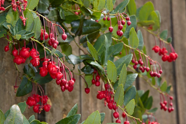 Berberidopsis corallina, Coral Plant, Coral Vine, Coral Barberry, Mediterranean Vines, Red Flowers, Evergreen Vines
