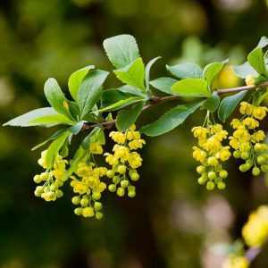Berberis Koreana, Korean Barberry, Berries, Shrub with Berries, Evergreen Shrub, Red Berries, Flowering Shrub