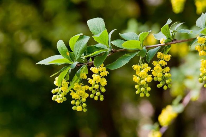 Berberis Koreana, Korean Barberry, Berries, Shrub with Berries, Evergreen Shrub, Red Berries, Flowering Shrub