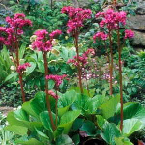 Bergenia 'Bressingham Ruby',Heartleaf Bergenia 'Bressingham Ruby', Elephant's Ears 'Bressingham Ruby', Winter Bergonia 'Bressingham Ruby', Pigsqueak 'Bressingham Ruby', Pink Bergenia, Red Bergenia, Evergreen Perennial
