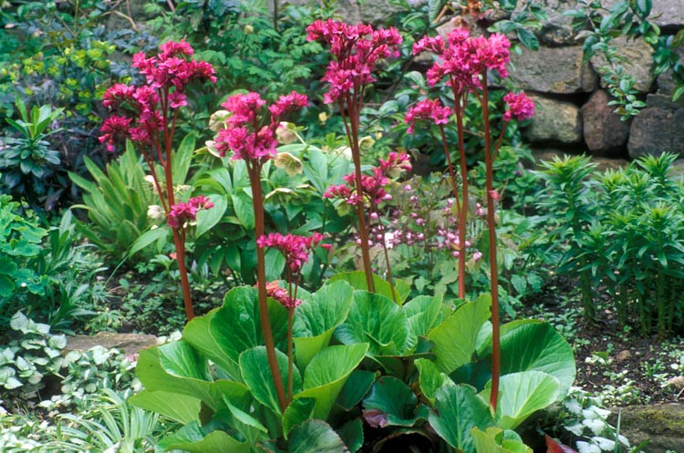 Bergenia 'Bressingham Ruby',Heartleaf Bergenia 'Bressingham Ruby', Elephant's Ears 'Bressingham Ruby', Winter Bergonia 'Bressingham Ruby', Pigsqueak 'Bressingham Ruby', Pink Bergenia, Red Bergenia, Evergreen Perennial