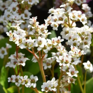 Bergenia 'Bressingham White',Heartleaf Bergenia 'Bressingham White', Elephant's Ears 'Bressingham White', Winter Bergonia 'Bressingham White', Pigsqueak 'Bressingham White', White Bergenia, Evergreen Perennial