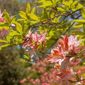 Deciduous Azaleas, Evergreen Azaleas, Lepidote Rhododendrons, Elepidote Rhododendrons, Rhododendrons, Evergreen Shrubs, Flowering Shrubs