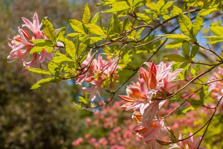 Deciduous Azaleas, Evergreen Azaleas, Lepidote Rhododendrons, Elepidote Rhododendrons, Rhododendrons, Evergreen Shrubs, Flowering Shrubs
