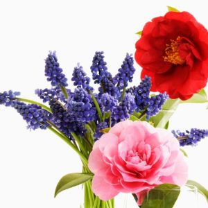 Fall Blooming Camellias, Winter Blooming Camellias, Spring Blooming Camellias, Landscaping with Camellias, Camellia companion plants, Camellia combinations,