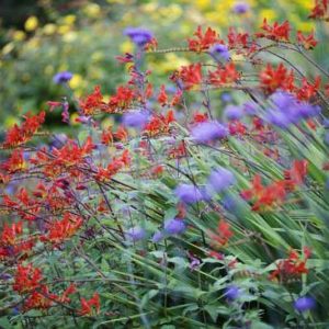Crocosmia, Crocosmias, Best Crocosmia, Best Crocosmias, Best Montbretia, Crocosmia x  Crocosmiiflora, Montbretia, Coppertips, Falling Stars,