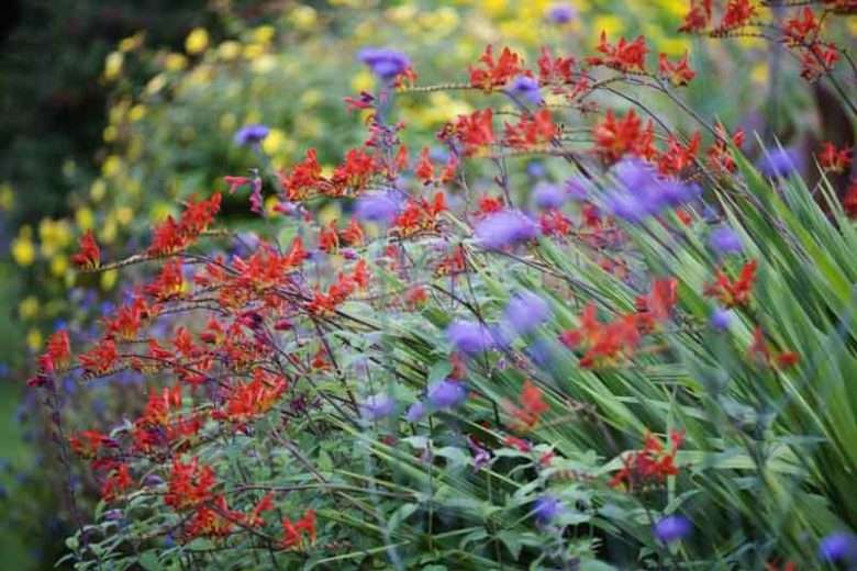 Crocosmia, Crocosmias, Best Crocosmia, Best Crocosmias, Best Montbretia, Crocosmia x  Crocosmiiflora, Montbretia, Coppertips, Falling Stars,